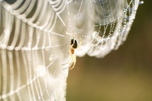 shutterstock_55732480